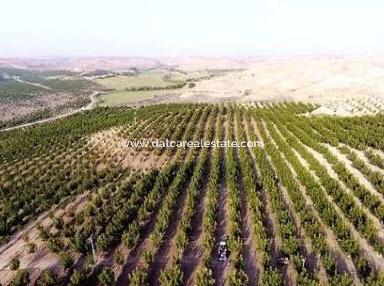 Garten Zum Verkauf In Mugla Region 880000M2 Nussbaum