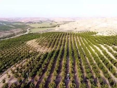 Garten Zum Verkauf In Mugla Region 880000M2 Nussbaum