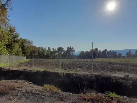 32000M2 Acker-Avocados, Gewächshausbau, Landwirtschaftliche Betriebe, Geeignet Für Viehland In Köyce-Inz Dösü-Belen