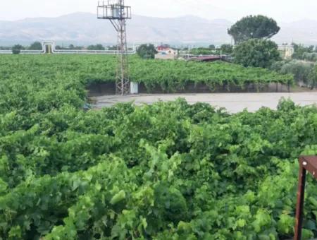Manisa Präfektur Alasehir Bezirk 19000M2 Traubenfrierungsbetrieb Zum Dringenden Verkauf