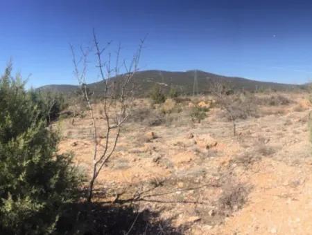 Der 200000M2 Mandelgarten Steht Im Zentrum Von Mugla Zum Verkauf.