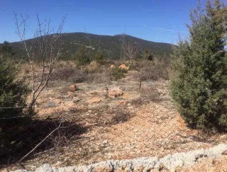 Der 200000M2 Mandelgarten Steht Im Zentrum Von Mugla Zum Verkauf.