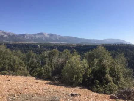 Der 200000M2 Mandelgarten Steht Im Zentrum Von Mugla Zum Verkauf.