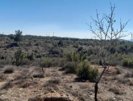 Der 200000M2 Mandelgarten Steht Im Zentrum Von Mugla Zum Verkauf.