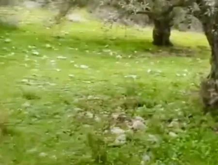 Feld Zum Verkauf Mit 180 Olivenbäumen Auf 7200M2 Im Stadtteil Yerkesik Des Bezirks Menteşe Der Provinz Muğla