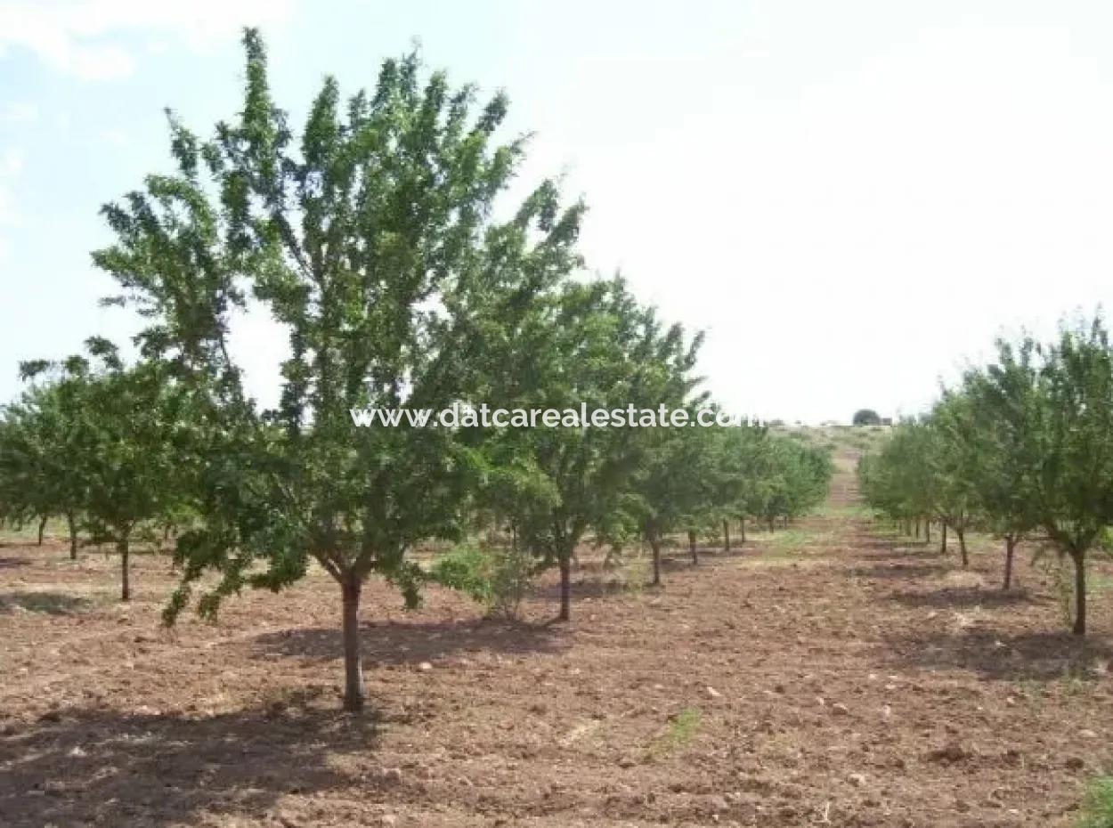 Garden For Sale In Mugla Region 880000M2 Walnut