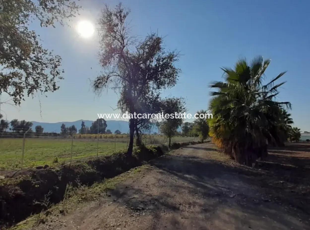 32000M2 Arable Avocados, Greenhouse Construction, Farms, Suitable For Livestock Land In Köyceğinz Döğüşbelen