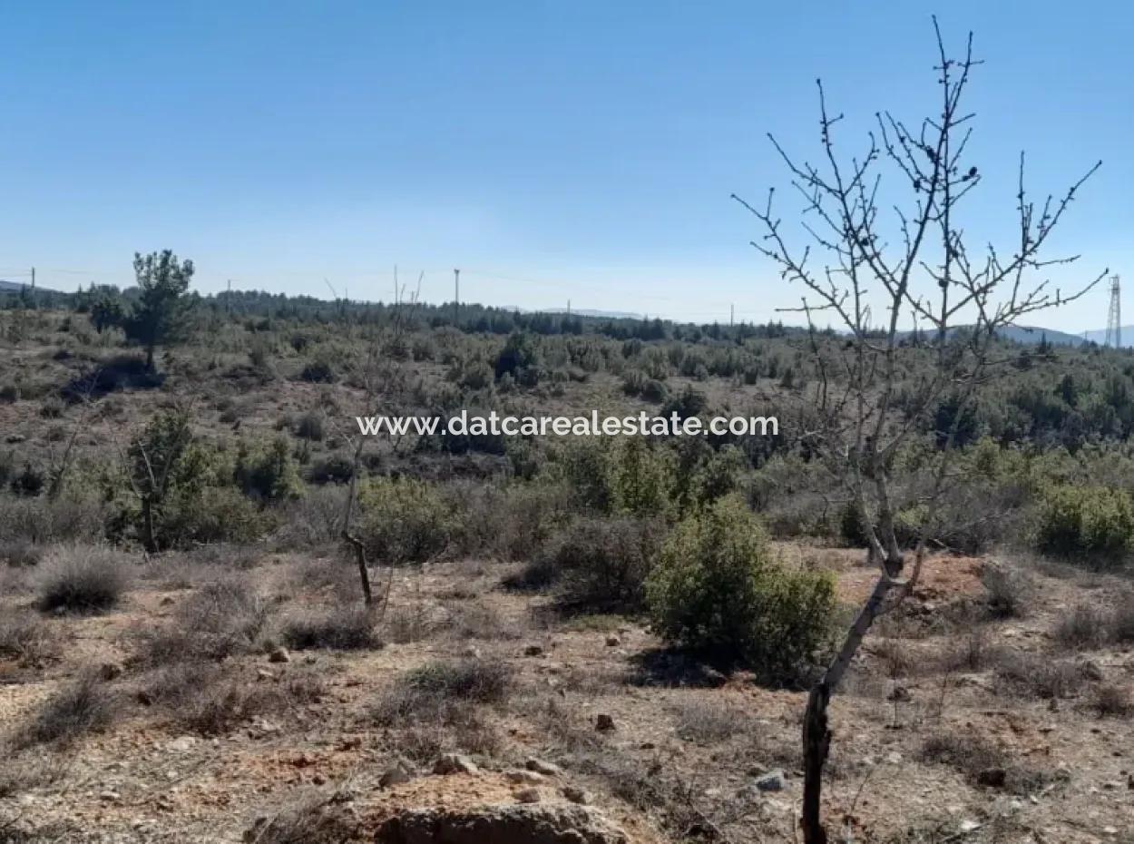 The 200000M2 Almond Garden Is For Sale In The Center Of Mugla.