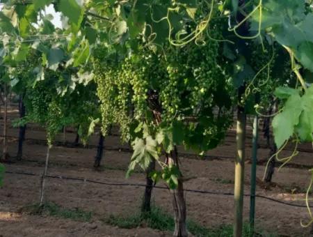 Manisa Prefecture Alasehir District 19000M2 Grapefring Farm For Urgent Sale