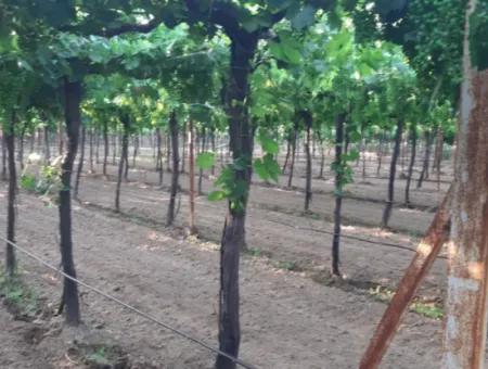 Manisa Prefecture Alasehir District 19000M2 Grapefring Farm For Urgent Sale