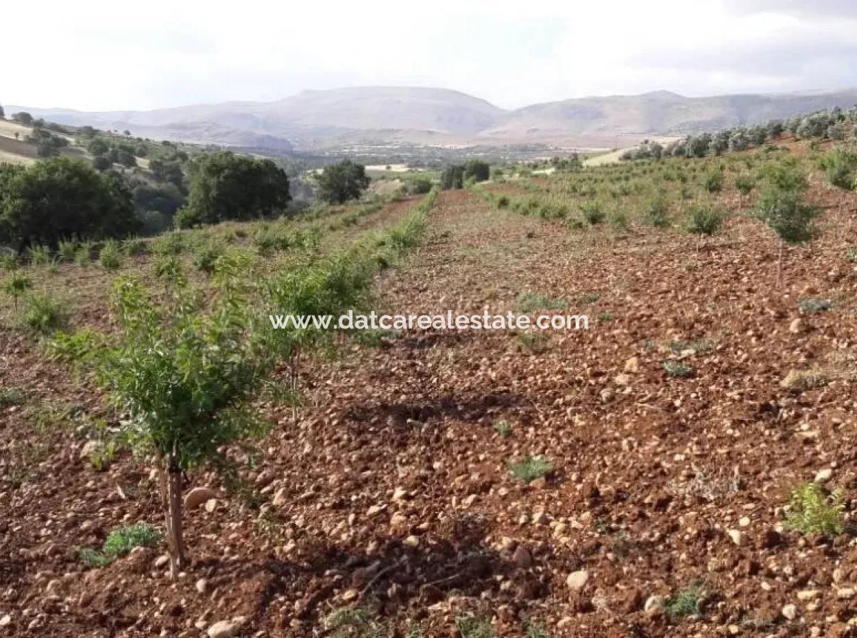 Muğla Bölgesinde 880000M2 Satılık Ceviz Bahçesi