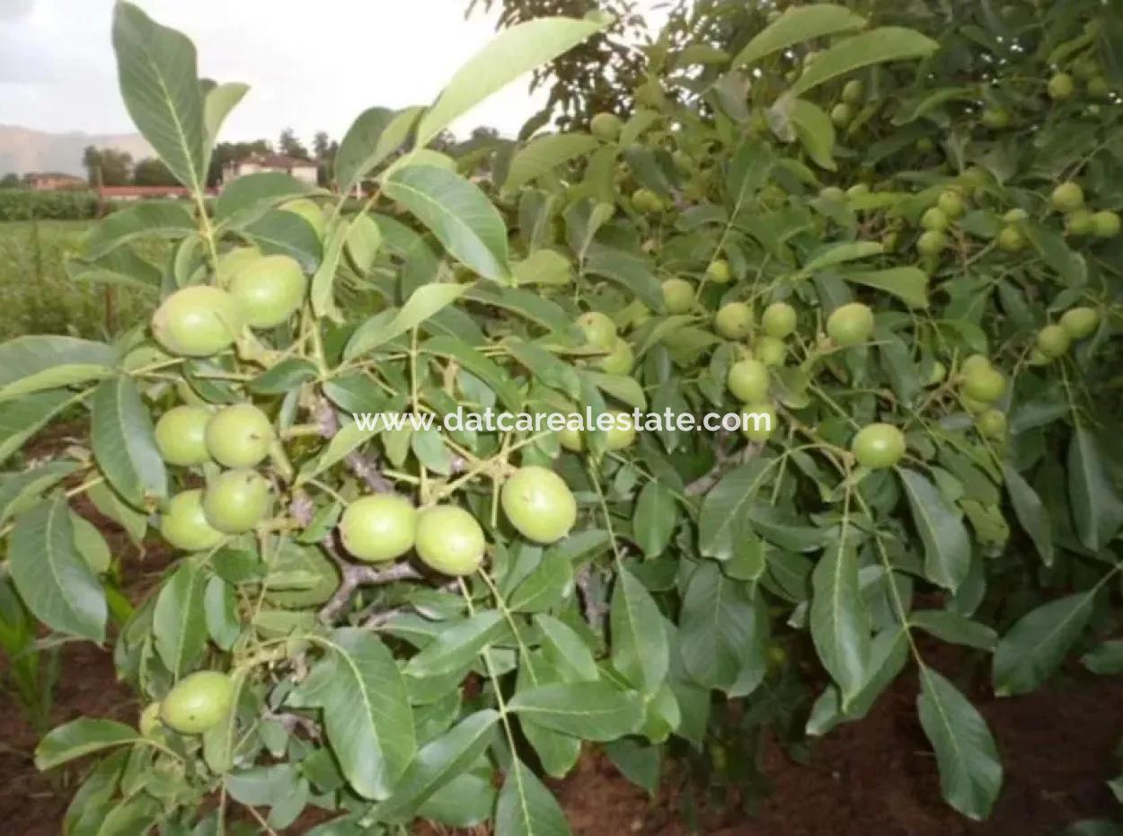 Muğla Bölgesinde 880000M2 Satılık Ceviz Bahçesi