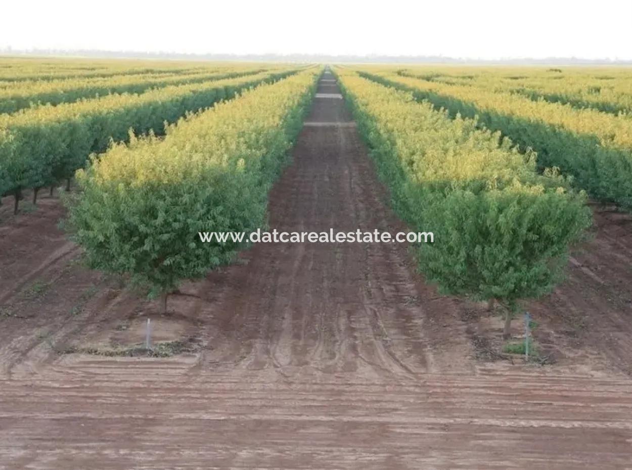 Muğla Bölgesinde 880000M2 Satılık Ceviz Bahçesi