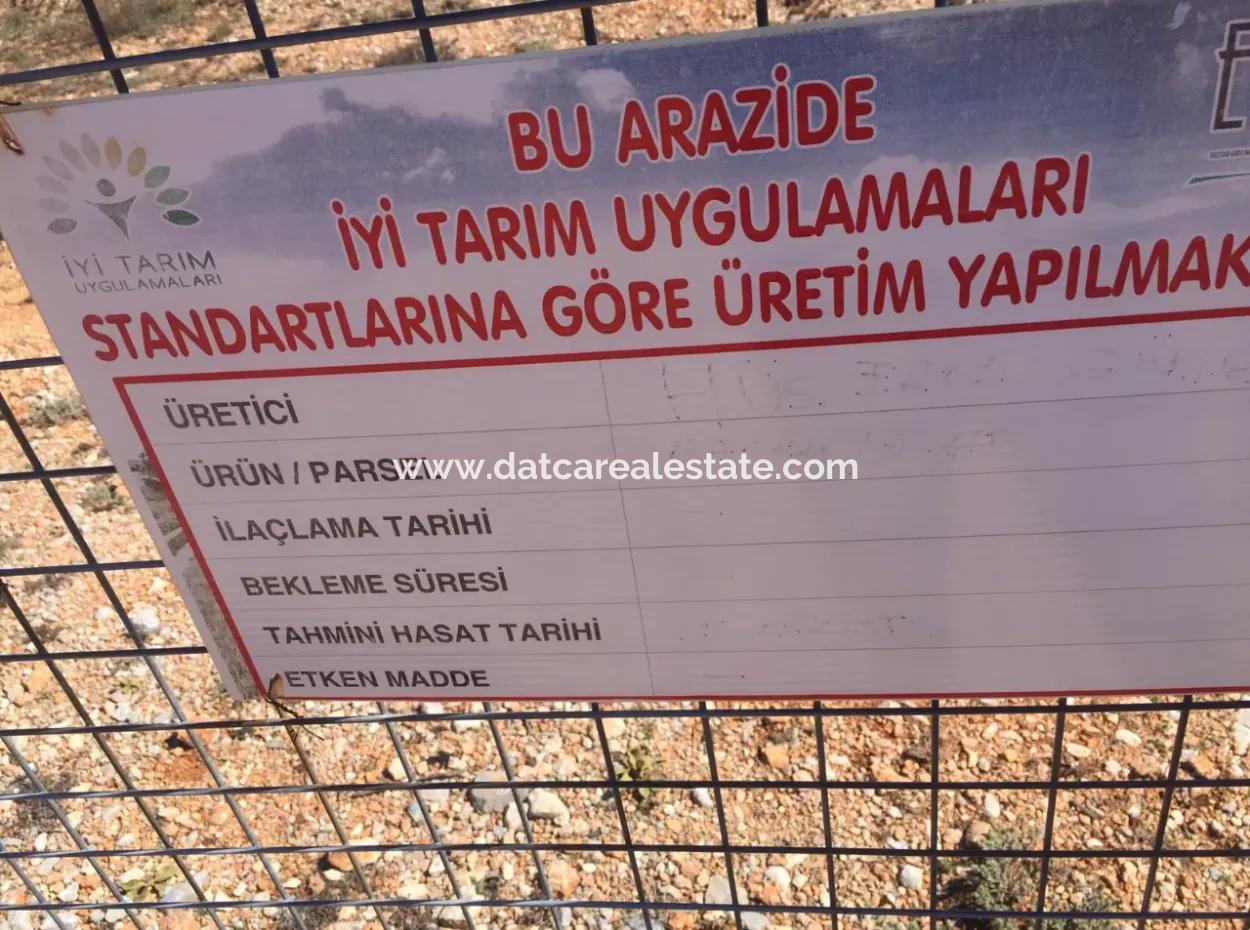 Muğla Merkezinde 200000M2 Badem Bahçesi Satılıktır.