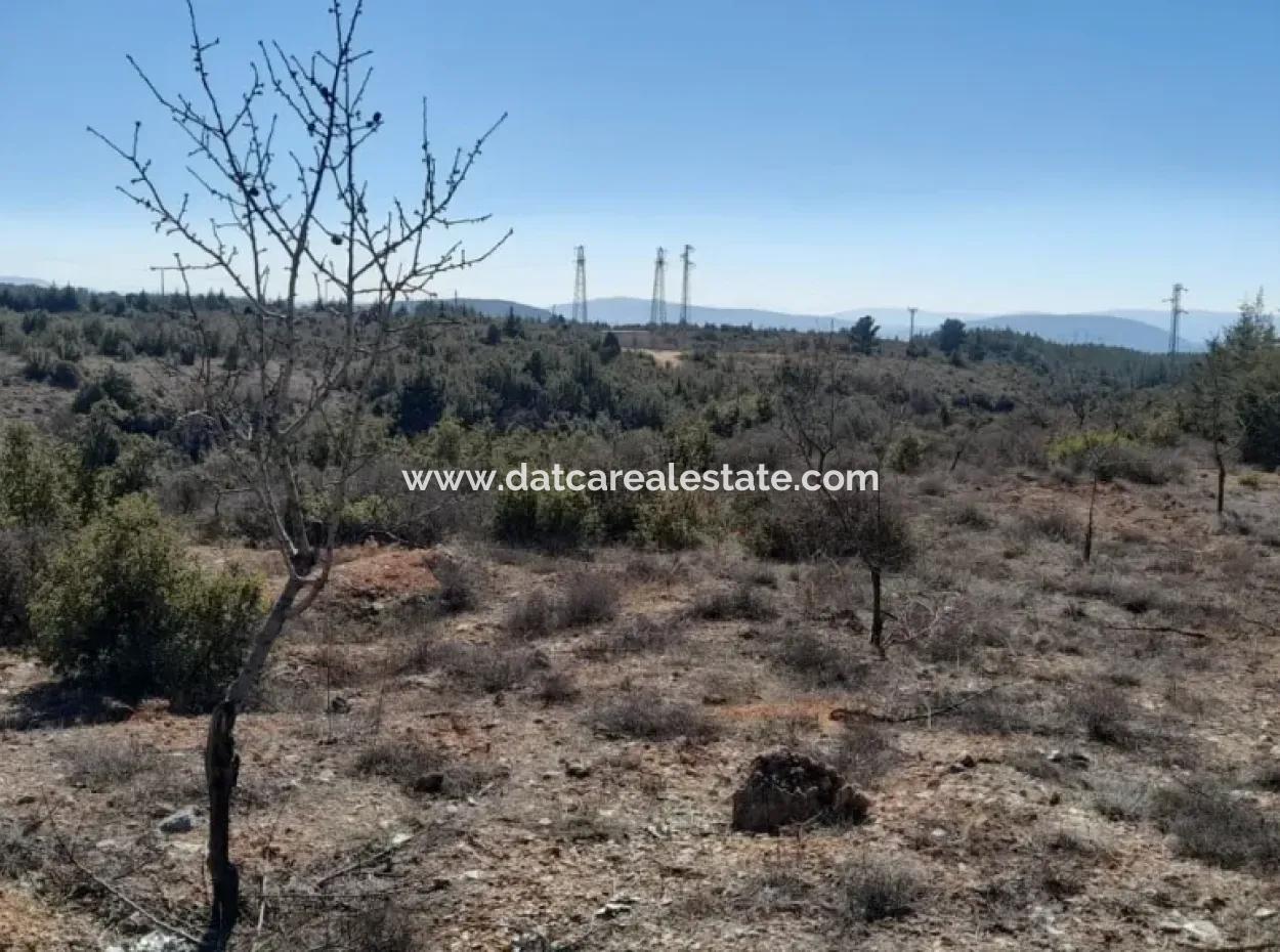 Muğla Merkezinde 200000M2 Badem Bahçesi Satılıktır.