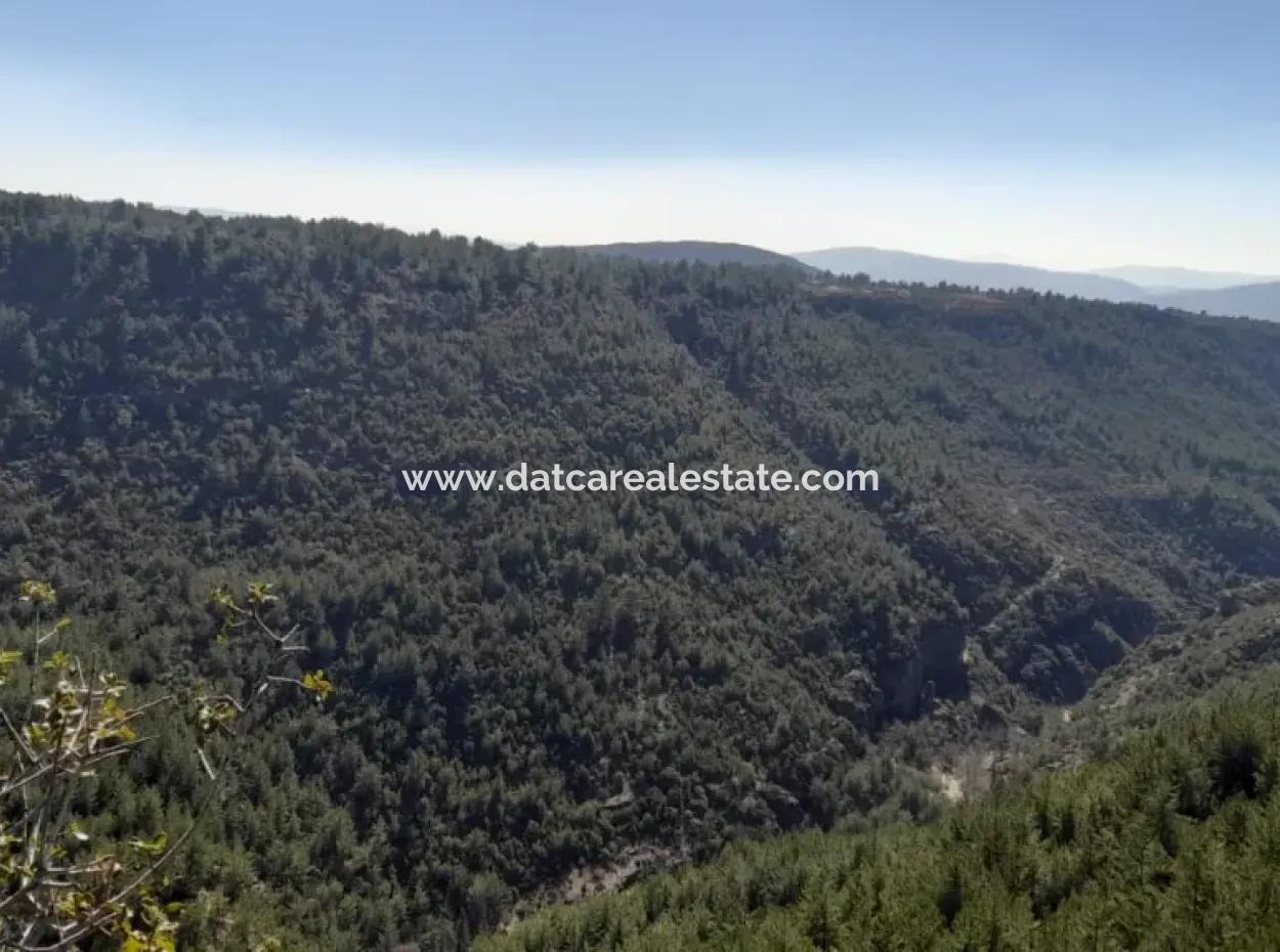 Muğla Merkezinde 200000M2 Badem Bahçesi Satılıktır.